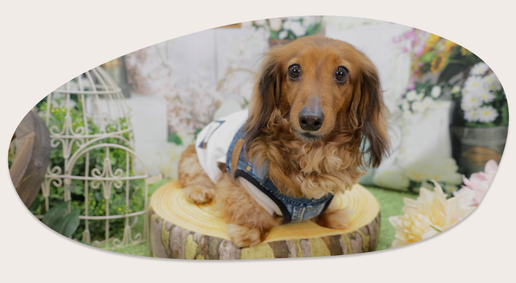 ペット向けサービス