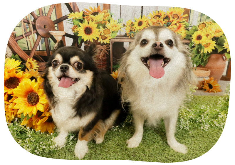 季節やテーマに合わせた、かわいい撮影ブース