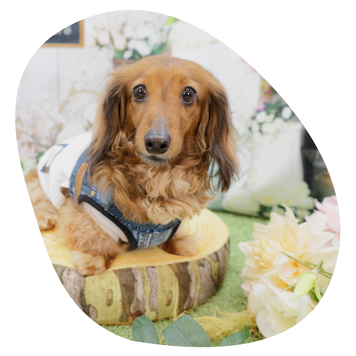 ペット向けサービス